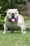 BULLDOG ANGLAIS 034